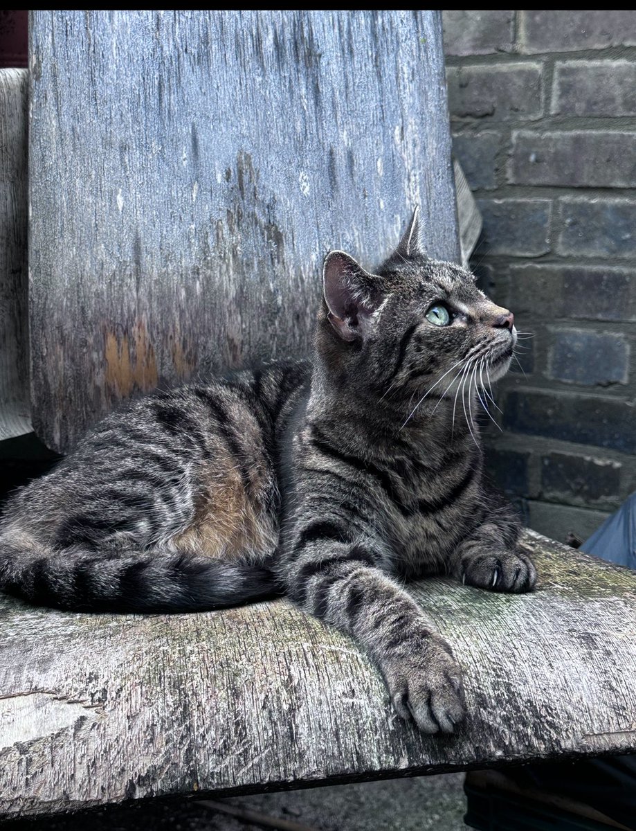 SimonTwenty4's tweet photo. @Angry_Postman No offer of anything this morning, just get as much done as you can. Still going with the ‘all windows to be closed when parked due to thefts etc etc. 
At least the cat is happy (fed, watered and still whinging) on her favourite chair, for today at least in the garden. https://t.co/d4iHFnuTC1