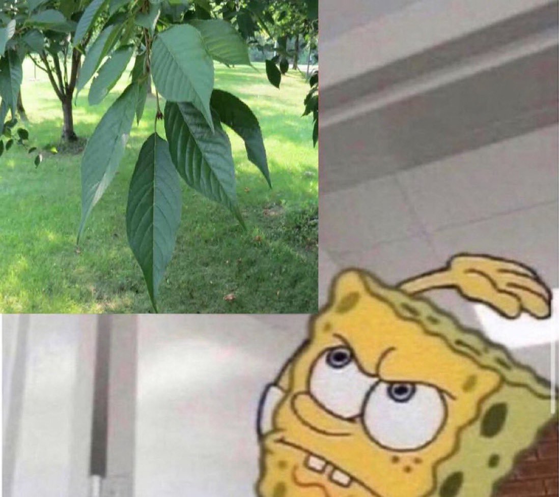 Whenever I walk by a tree.