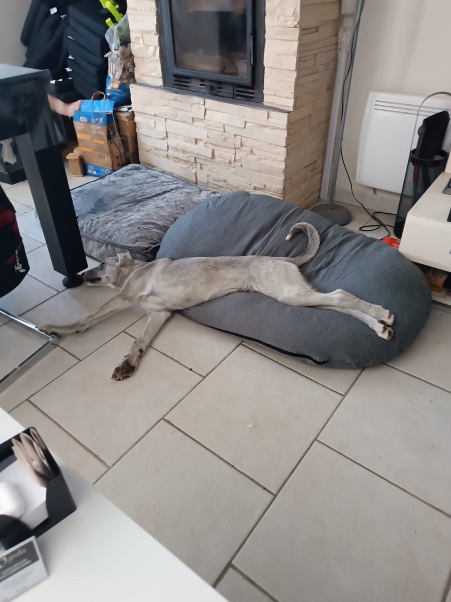Badiko_'s tweet photo. Yaklaşık 4 ay önce hikâyemiz minicik 3 yavrunun şikayet edilmesi ve İzmir/ Seyrek barınağına alınmaları ile başladı. Sevgili @SirinLeitao “Bengü kurtaralım mı, Fransa’da yuvaları hazır” dedi, barınaktan çıkmaları için @Freuddogo bizi @ecottik ‘e yönlendirdi ve Ece’nin yardımı ile barınaktan çıkardık. Tabii barınaklarımız öyle muhteşem ve temiz ki(!) bebekler kanlı ishale yakalanmıştı çıktıklarında, yaklaşık 20 gün hastalıkla mücadele edip yendiler ve hemen İstanbul'a @Nesliiimaylobal 'ın yanına aldık. 2,5 ay boyunca öyle güzel baktı ki onlara Neslihan ve Ahmet, hemen toparlandılar ve bu süre zarfında aşılarını tamamladık. Ben de arada yanlarına gidip hepimizin yerine bol bol sevdim onları  ve nihayet dün gece Fransa'daki bir ömür huzur ve mutlulukla yaşayacaklaro evlerine kavuştular 😍
Düşünsenize şu an çıkması planlanan yasa ile öleceklerdi orada, gerçi yasaya da gerek yoktu, barınakta kaptıkları hastalıktan büyüyemeden, sevgi nedir bilmeden soğuk betonda, parmaklıklar ardında ölüp gideceklerdi. 
Evet, ASIN BAYRAKLARI ASIN😍 3 lokumu Avrupa Birliği'ne soktuk 💕
#KediKopekKatliaminaDurDe