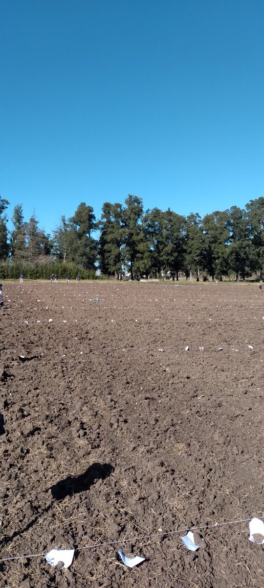 quiqueferrari's tweet photo. El pasado miércoles culminamos con las siembras de surcos de comprobación varietal de gramíneas anuales.

✅️700 lotes de Avena
✅️2000 lotes de Raigrás

Los deberes están hechos, en un año que hasta el momento nos tuvo a mal traer con la preparación de los suelos por la zona. https://t.co/vpFATOgZ1z