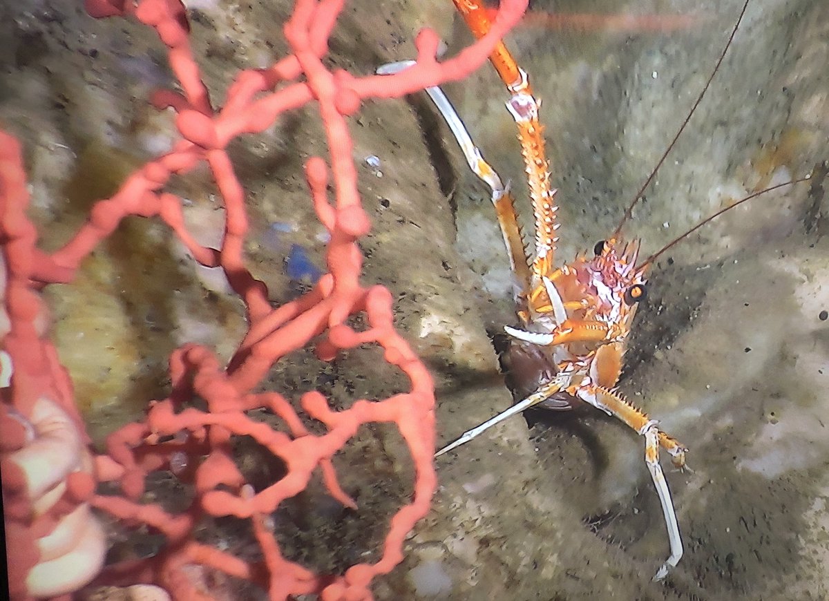 DrChrisKellogg's tweet photo. Galatheid crab (Eumunida) with bubblegum coral (Paragorgia) #fieldwork #MBDC 🧪🦑 https://t.co/NrXHt5EirU