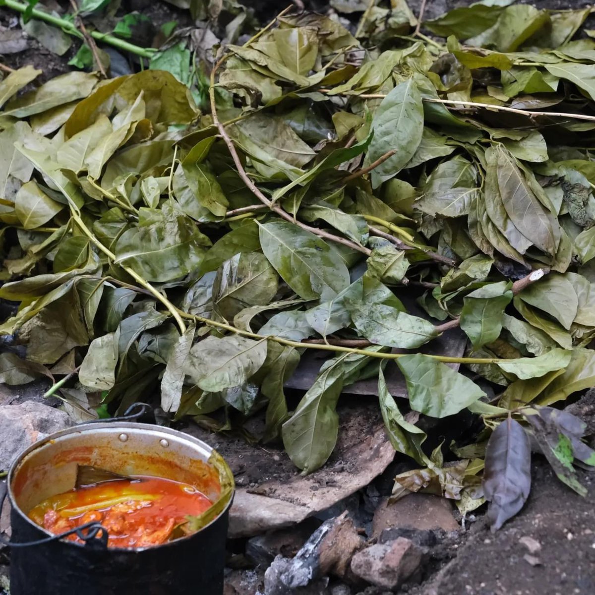 koobenmani's tweet photo. ✨El ritual de la cochinita enterrada✨

La cocinera tradicional Doña Martha en su restaurante Cocina Tradicional del pueblo maya de Maní preparando la cochinita pibil. Su esposo prepara el pib, el horno de tierra. Un sabor único, que actualmente puedes probar en los pueblos. https://t.co/VUapStAF5v