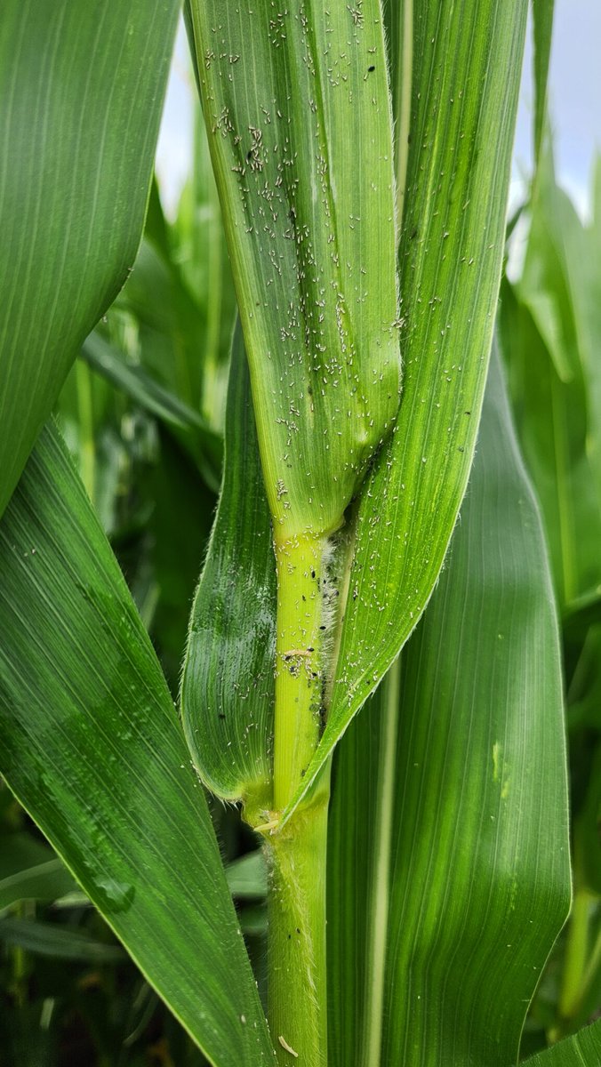 Field Advisor tweet media