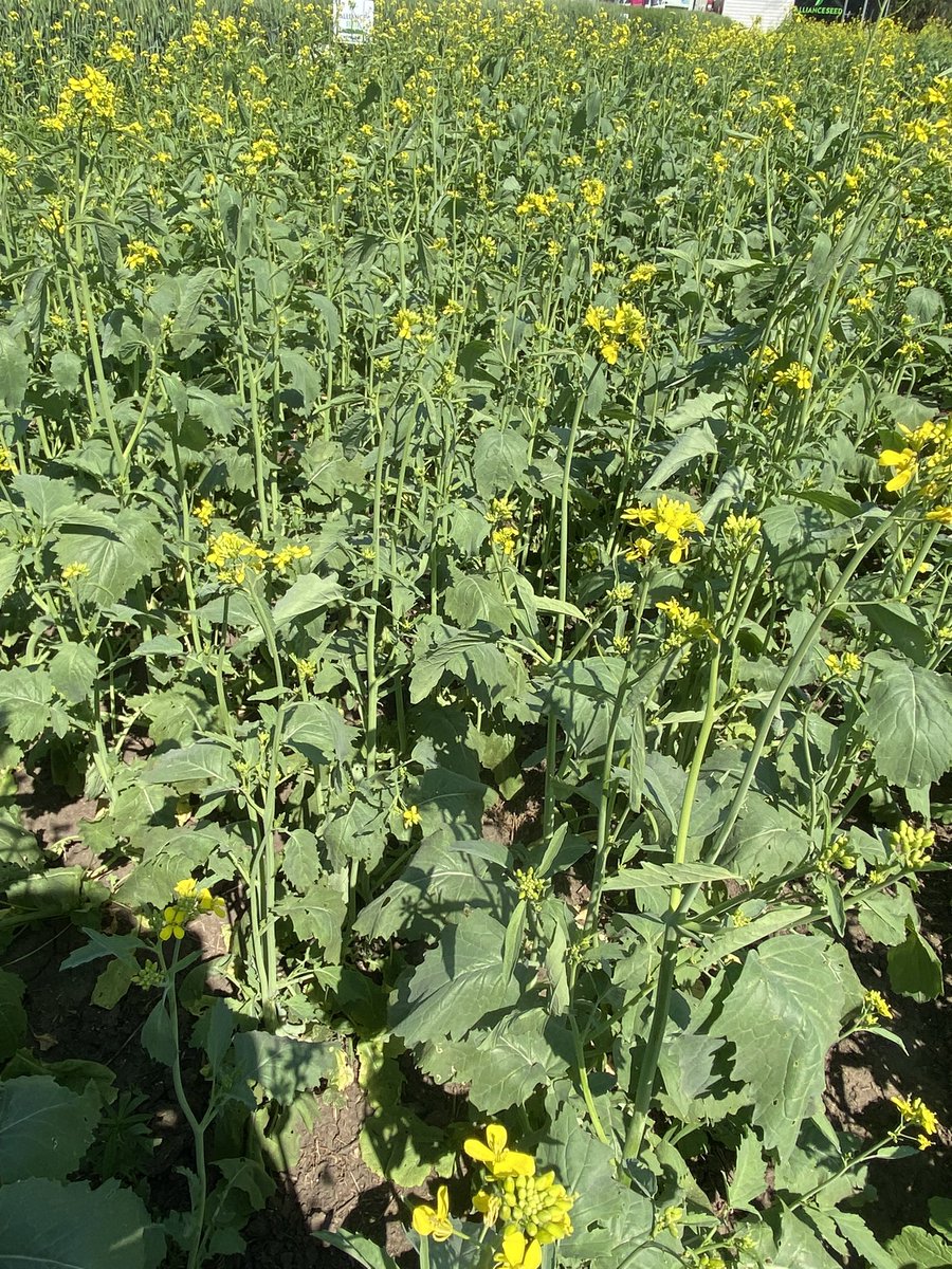 That’s a wrap for #AIM2024! It was 3 great days of familiar and new faces in the booth and lots of heat!! 

Thank you you to those who stopped by to see our new varieties and made AIM another successful event!