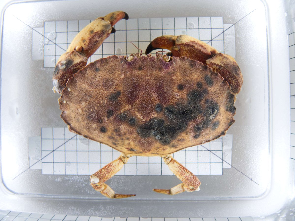 Bigelow Laboratory tweet media