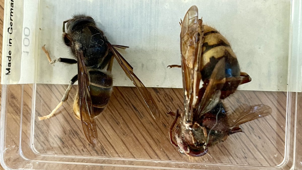 Yvette Austin (@yvette_austintv) on Twitter photo This is an Asian hornet in Folkestone last year. Next pic shows the size up against a European one. Let me know if you see an Asian hornet this weekend in the south east or are out destroying a reported nest! <a href="/britishbee/">BBKA</a> <a href="/britpestcontrol/">British Pest Control Association (BPCA)</a> <a href="/bbcsoutheast/">BBC South East</a> <a href="/HornetWatch/">Asian Hornet Watch</a> This is an Asian hornet in Folkestone last year. Next pic shows the size up against a European one. Let me know if you see an Asian hornet this weekend in the south east or are out destroying a reported nest! <a href="/britishbee/">BBKA</a> <a href="/britpestcontrol/">British Pest Control Association (BPCA)</a> <a href="/bbcsoutheast/">BBC South East</a> <a href="/HornetWatch/">Asian Hornet Watch</a>