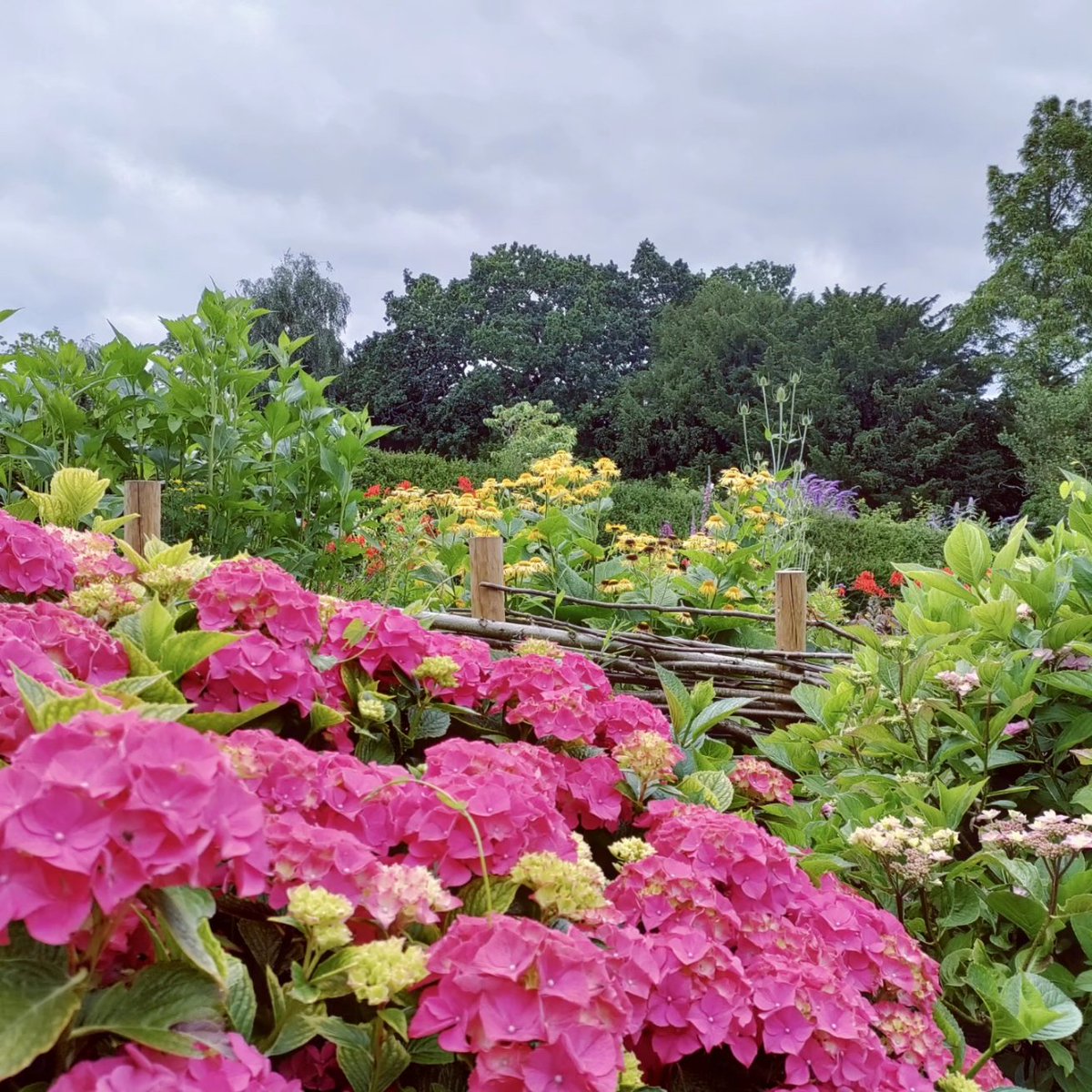 DerbyRiverboat's tweet photo. Derby (Darley Park) is home to the UK national Hydrangea collection. It is now coming into bloom! Why not visit this weekend after a relaxing boat trip on #Outram.

#flowers #hydrangea #parks @visitderby @_derbyparks @derbyuni @dtederby #gardens #rivers #nature #ecotourism https://t.co/V8Mbwd7qZv