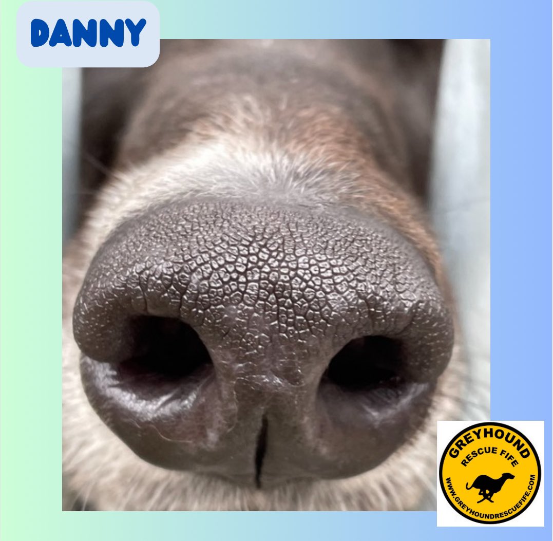 GreyhoundRFife's tweet photo. It’s #FridayBoops from Danny(3). He’s handsome &
melting hearts with his sweet brown eyes & radar ears. He’s medium, wiry & slender, with white socks & tux. Excited for walks, strong he has a prey drive & is alerted to surroundings this is managed with a harness. #AdoptDontShop https://t.co/tbvDpJcOjw