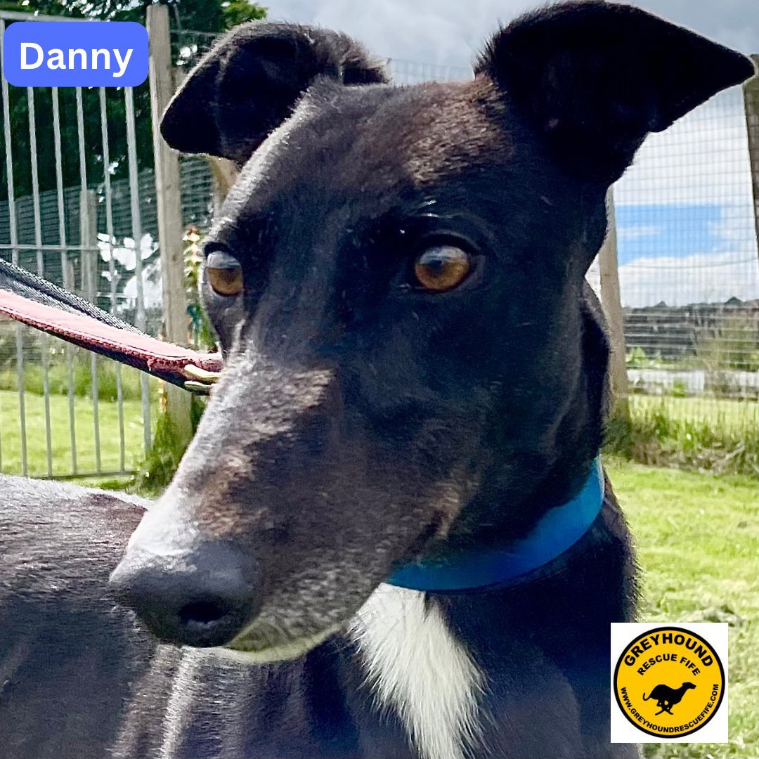 GreyhoundRFife's tweet photo. It’s #FridayBoops from Danny(3). He’s handsome &
melting hearts with his sweet brown eyes & radar ears. He’s medium, wiry & slender, with white socks & tux. Excited for walks, strong he has a prey drive & is alerted to surroundings this is managed with a harness. #AdoptDontShop https://t.co/tbvDpJcOjw