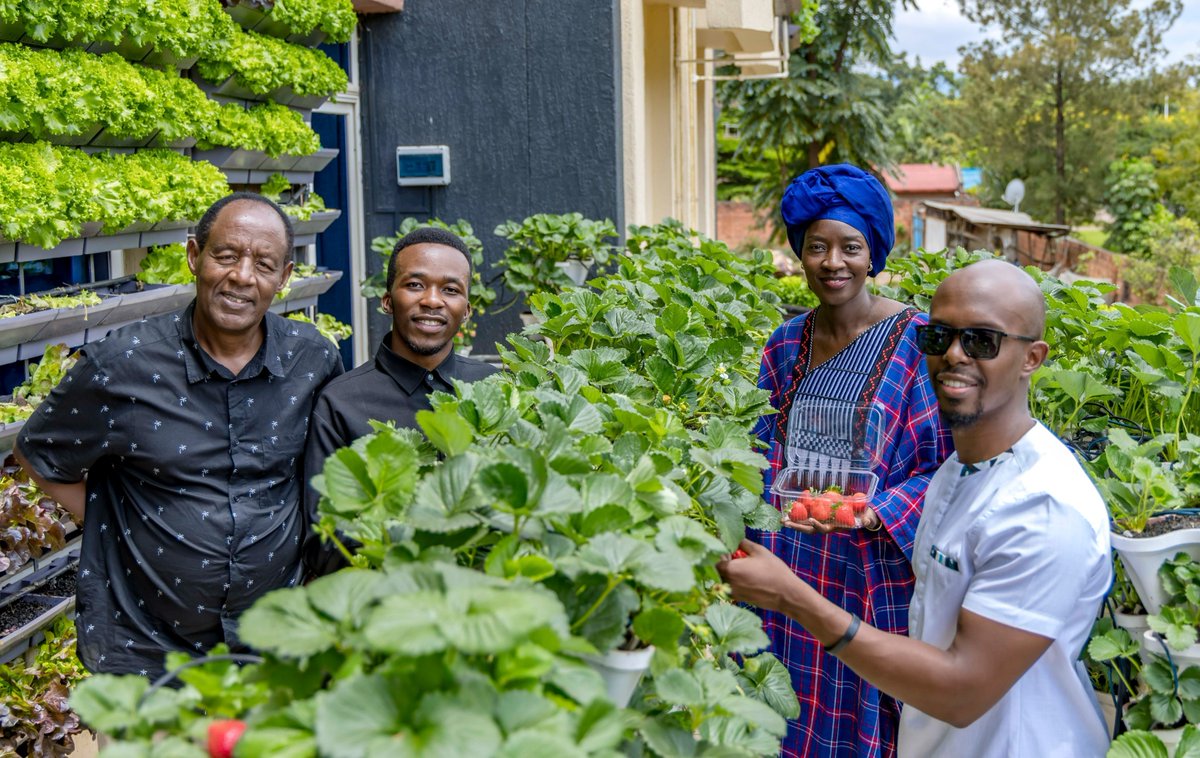 jcniyomugabo's tweet photo. This is a great initiative!

Urban farming emerges as a sustainable solution for food #production by championing local food security, mitigating environmental impact, and fostering #community involvement.

Let's continue to champion more innovations in #agriculture.

@FAORwanda @EzaNezaRwanda @CoumbaDSow.