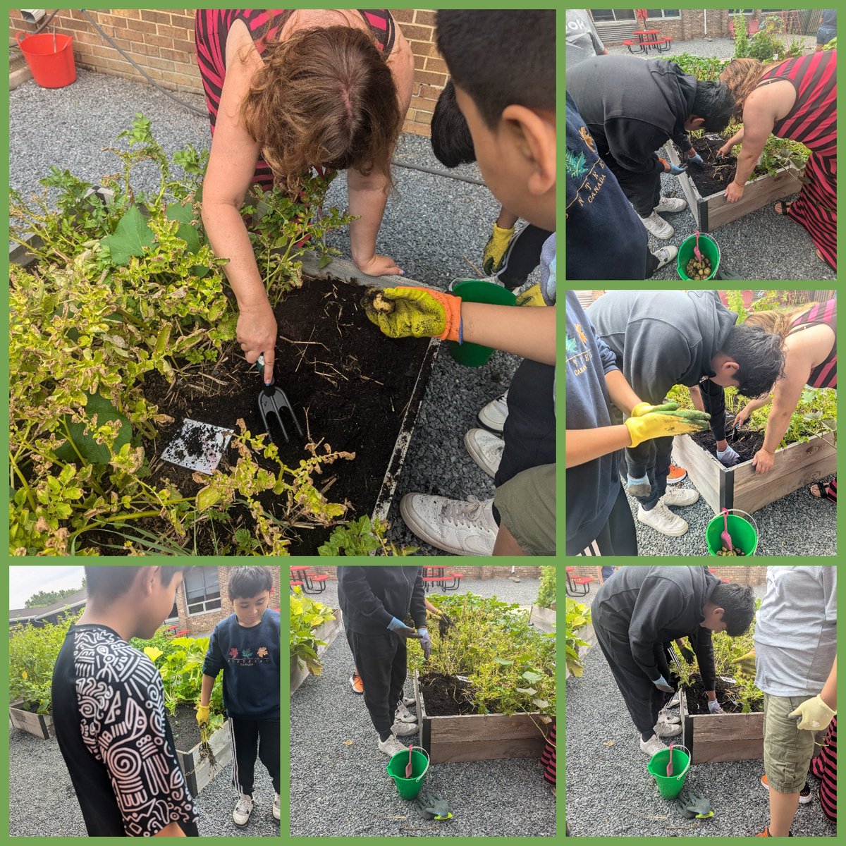 moranb409's tweet photo. We love our Primary Patch. We harvested potatoes for our Pommes Frites. We made sure to replant some potatoes for the Fall. @rbpsEAGLES @NurseReardon https://t.co/zMp4Z57qny