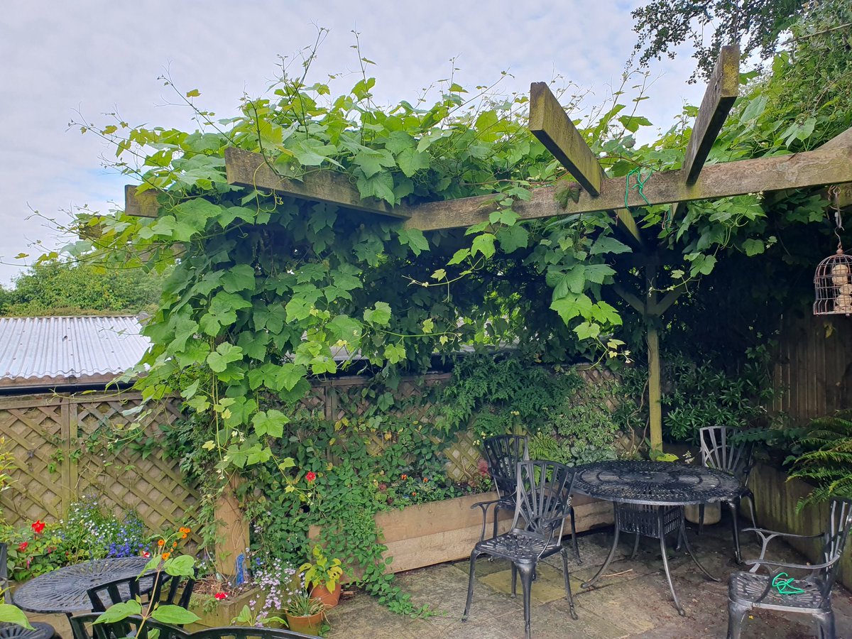 Came home from holiday to find the garden looked like something from a J.G. Ballard story.