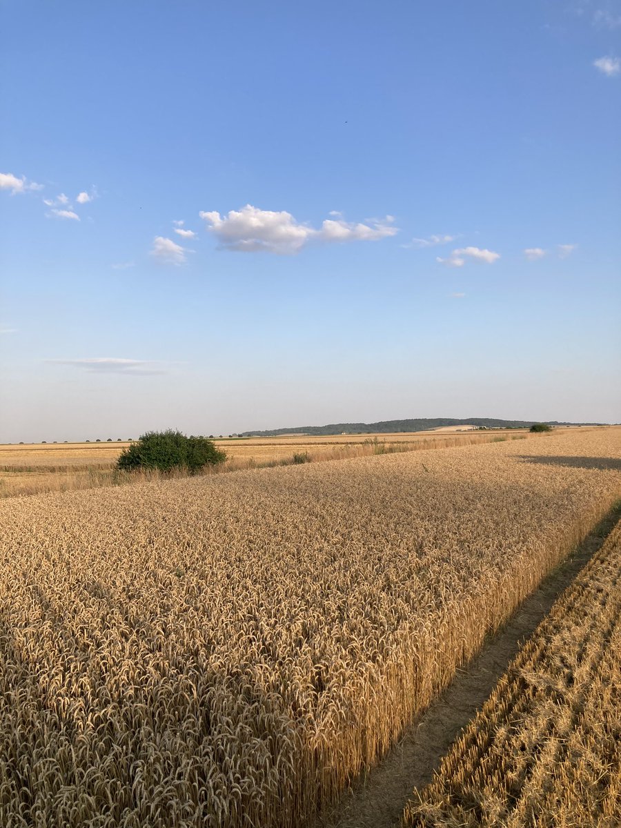 PaulMgt's tweet photo. #Moisson2024 entre #Brimont et #Orainville à quelques kilomètres de là où René Doumer, fils de président et As de 14-18, fut abattu en héros en 1917 🇫🇷
#Aisne
#premiereguerremondiale #train #CD02
#pauldoumer #doumer #hautsdefrance
#anizylegrand #Laon #chemindesdames https://t.co/RGPssaFF5h