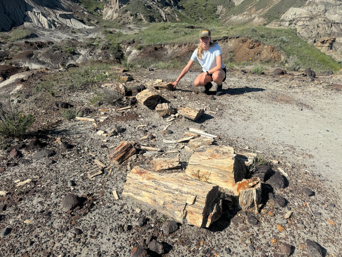dinojonrox's tweet photo. Fossil wood and #dinosaur bones from Dinosaur Provincial Park for #FossilFriday - include an ankylosaur femur and hadrosaur vertebra https://t.co/wqP2FFDLKX