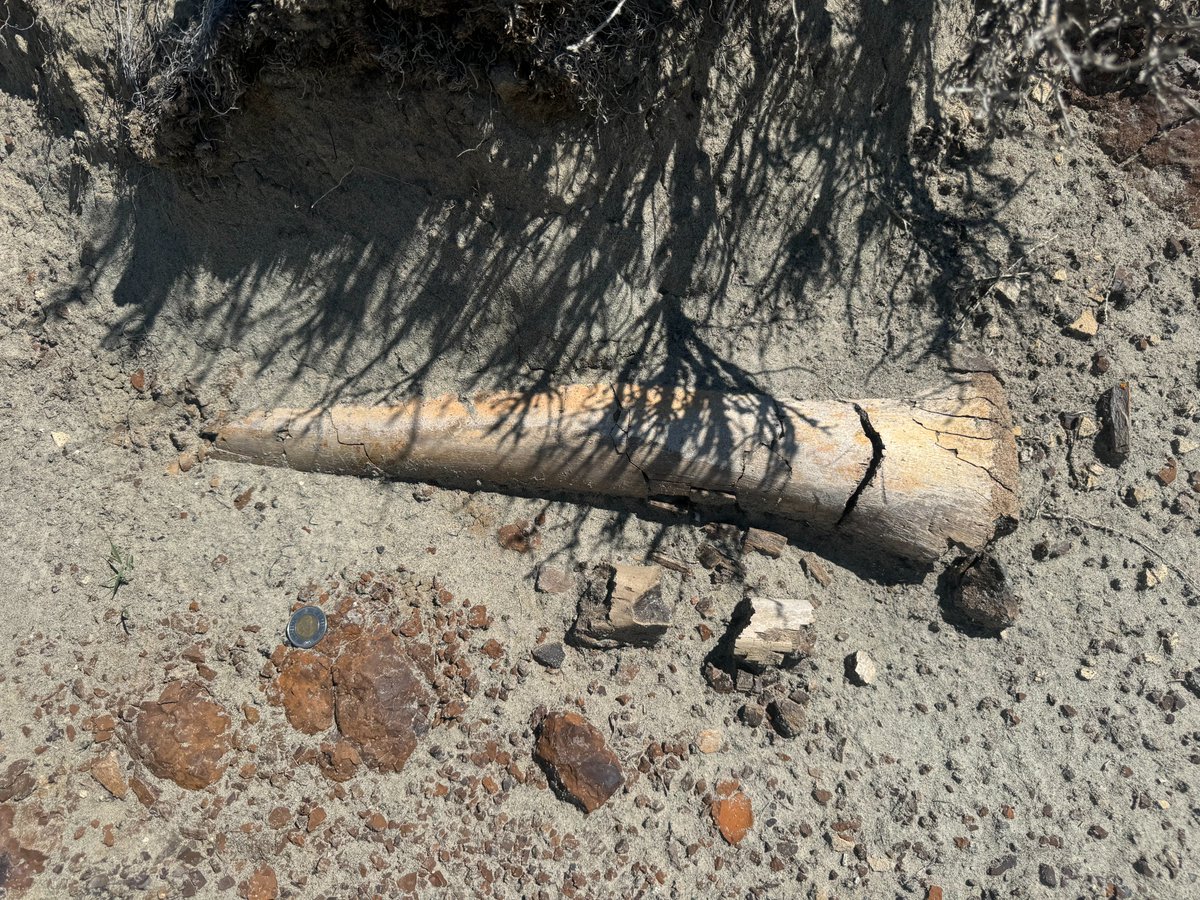 dinojonrox's tweet photo. Fossil wood and #dinosaur bones from Dinosaur Provincial Park for #FossilFriday - include an ankylosaur femur and hadrosaur vertebra https://t.co/wqP2FFDLKX