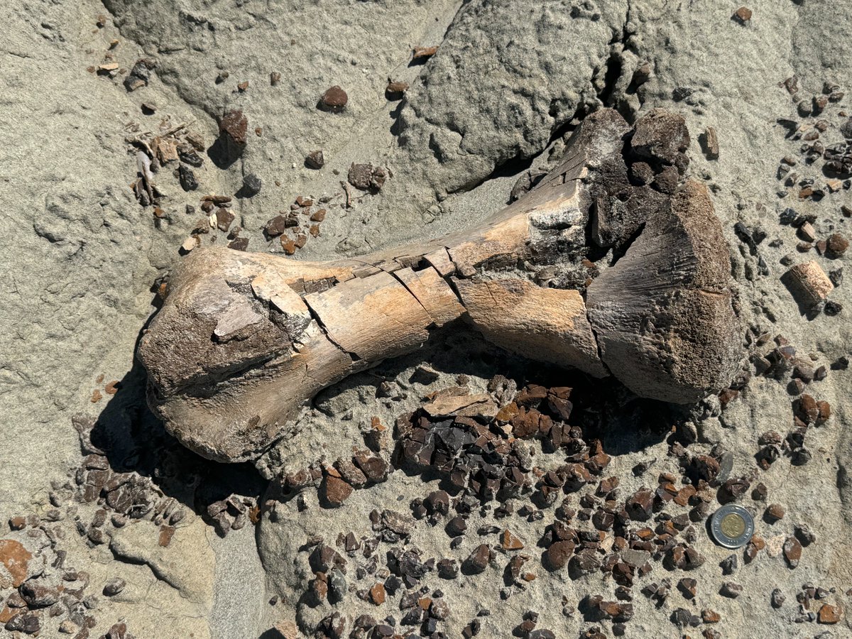 dinojonrox's tweet photo. Fossil wood and #dinosaur bones from Dinosaur Provincial Park for #FossilFriday - include an ankylosaur femur and hadrosaur vertebra https://t.co/wqP2FFDLKX