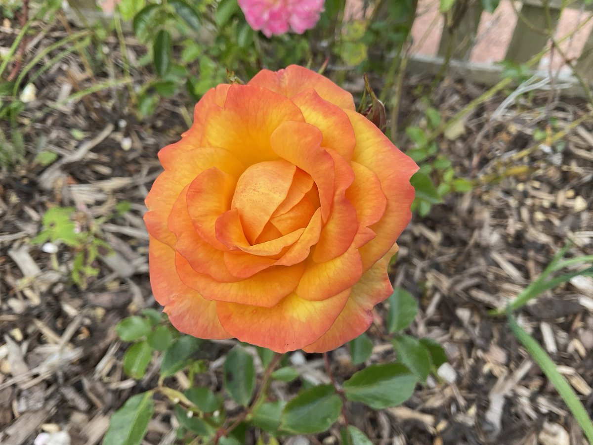 wpacker2's tweet photo. #Roseaday #Rosephotography #Roses https://t.co/spw5gazTjA