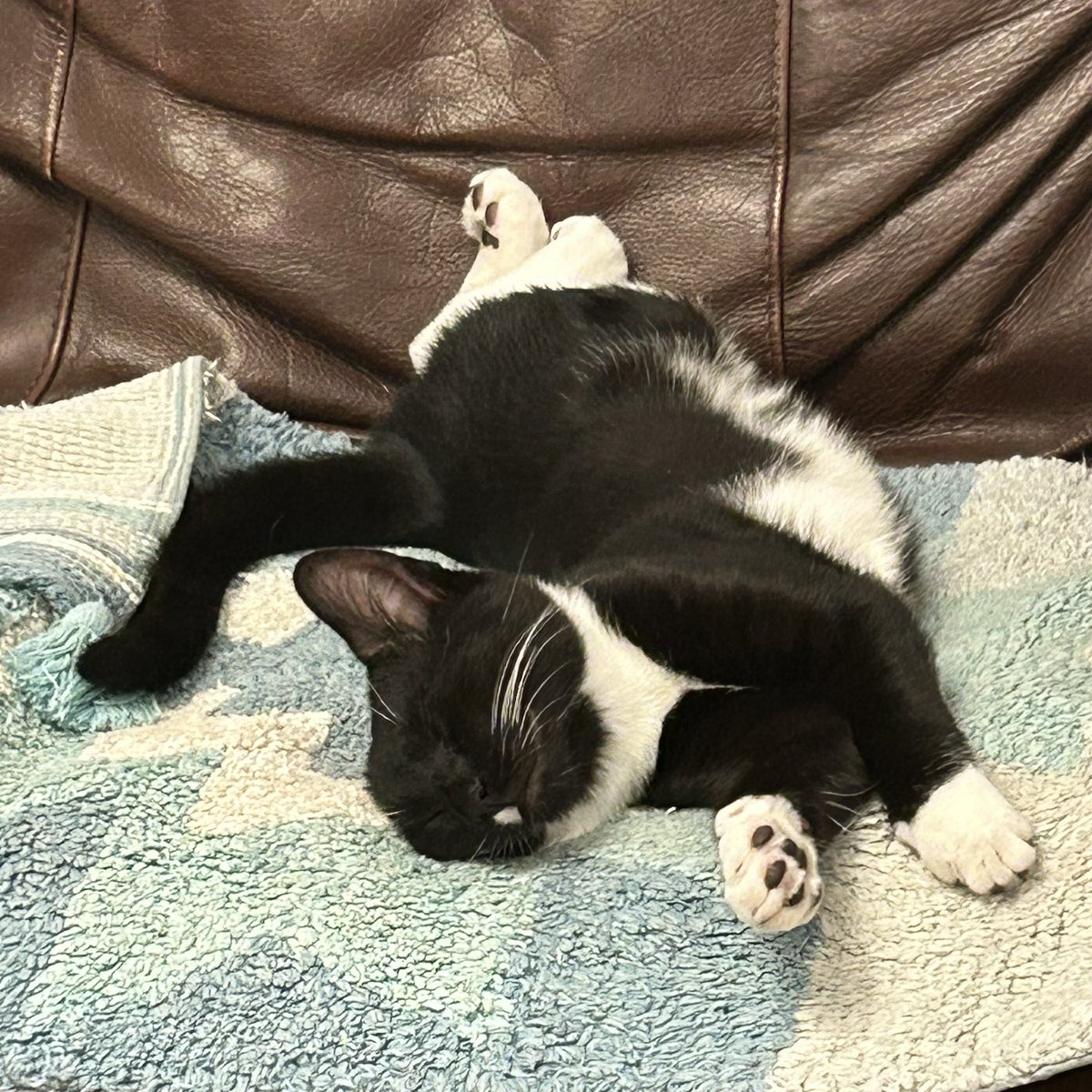 gingerfig's tweet photo. Well it is a bit warm… #flakedout #BasilandMaisie 😻 https://t.co/V179jt9uXQ
