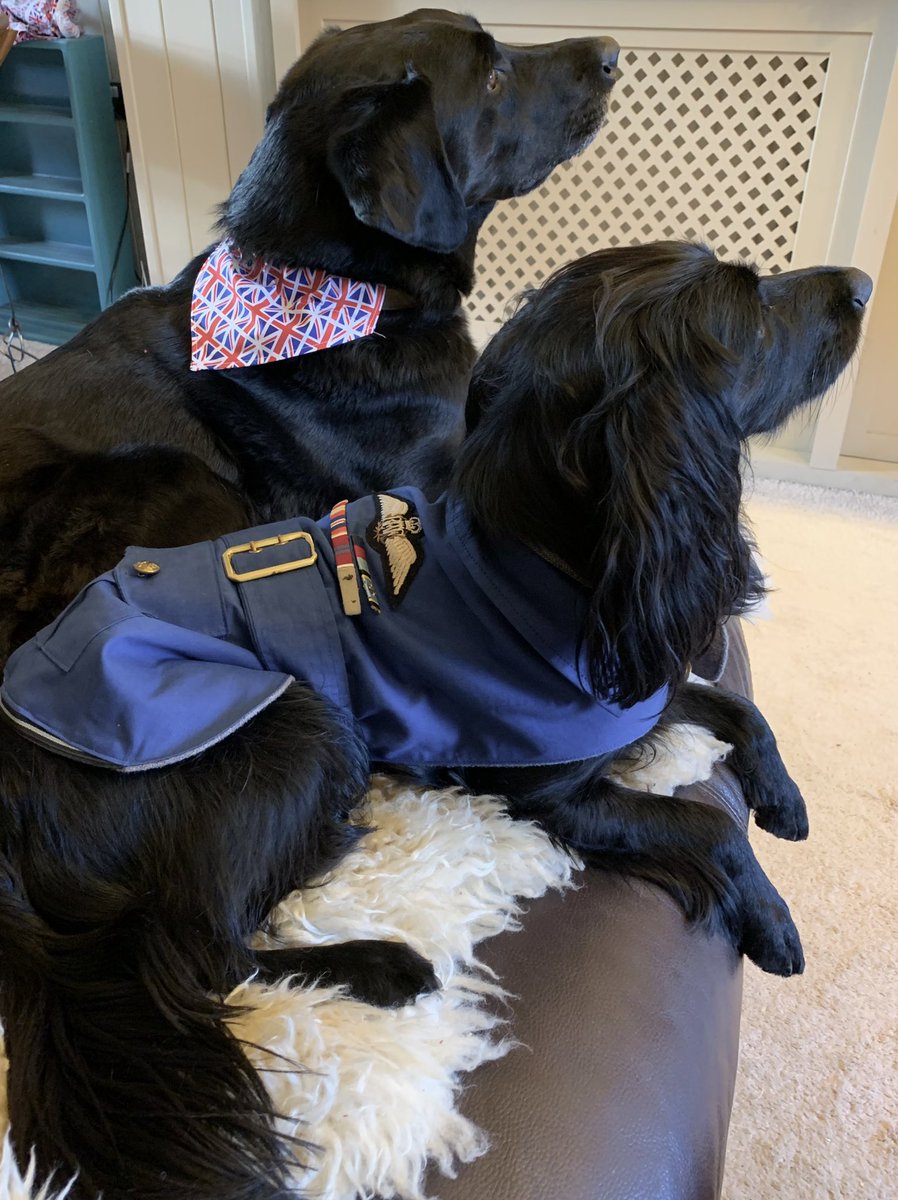 woolnwoofers's tweet photo. Excited for the Lincoln 1940’s weekend! 

The boys are getting into the spirit of things from this picture of Wing Cmdr Guy ‘Kip’son &amp; his faithful Labrador listening to the briefing 😍 then relaxing in his bomber jacket after a successful gravy bone raid 😂🐶🐾

#lincsconnect https://t.co/vNhffW5Ph3