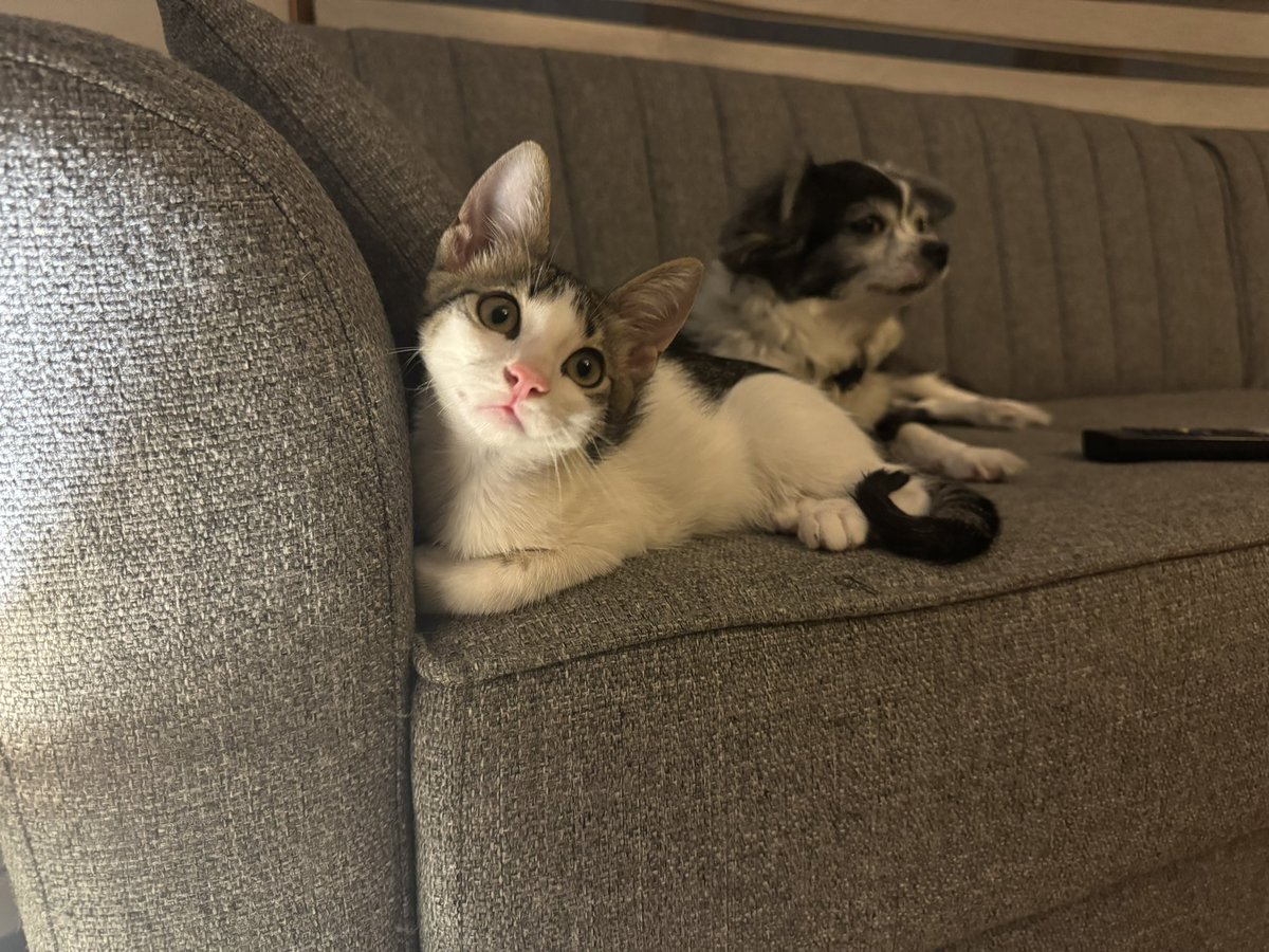 cattingwoman's tweet photo. #KediKöpekKatliaminaDurDe https://t.co/YBZOXNMoL7