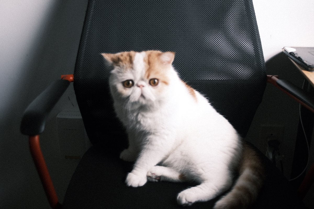 My new friend looks like the Korean mythical animal, Haechi, guardians of entrances.