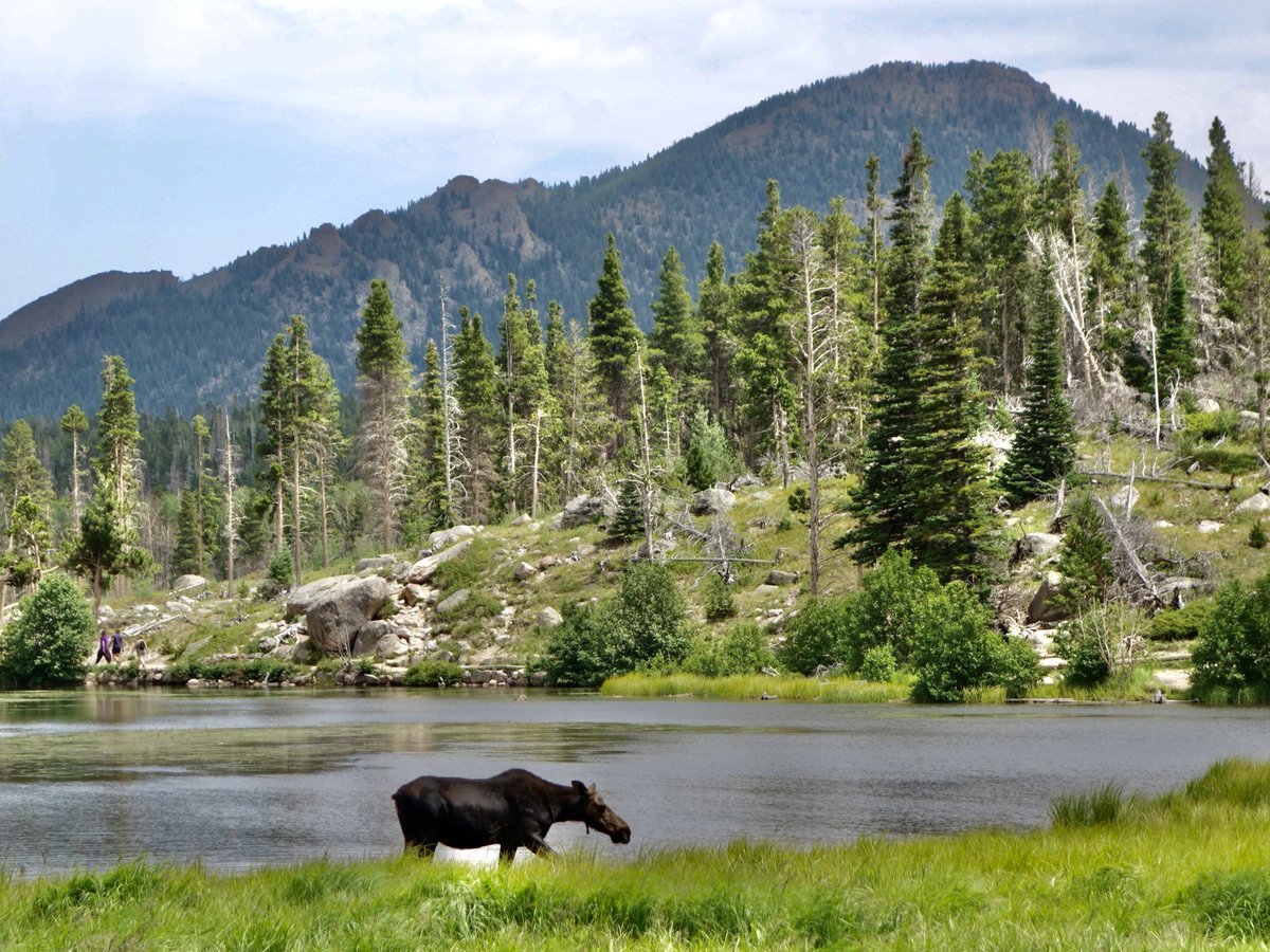 Moose at Sprague Lake <a href="/RockyNPS/">RockyNPS</a> 

#Colorado #wildlife