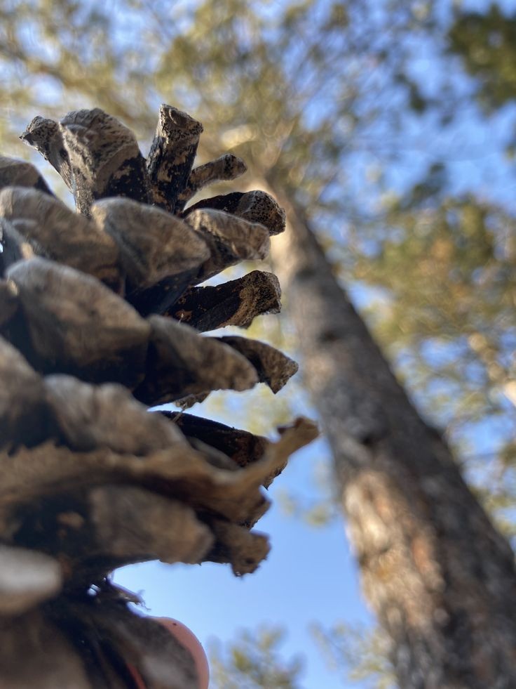 Çam da bizim, kozalak da☘️

#life