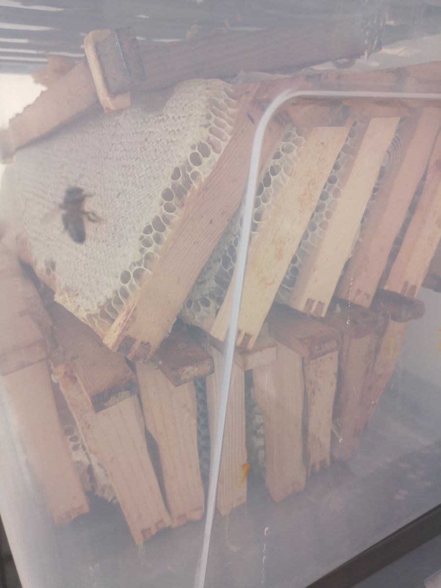 There's always at least one in each box who wants to come home with you 😂🐝🍯😂🐝🍯😂🐝