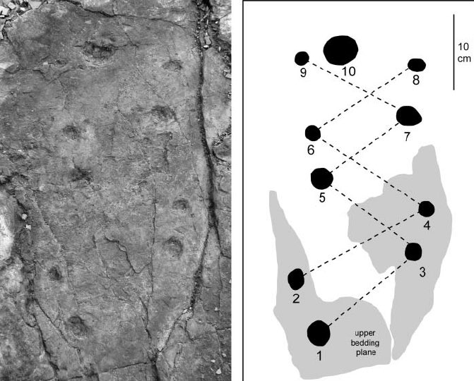 Visceral9000's tweet photo. Debunking misconceptions about Tiktaalik thread🧵

The Zachelmie trackways (if they are from derived Tetrapodomorphs) don’t discredit the significance of Tiktaalik. The point of Tiktaalik was to show fish with necks, derived pelvises, and developed forelimbs exist as predicted. https://t.co/rbbgAYELBN