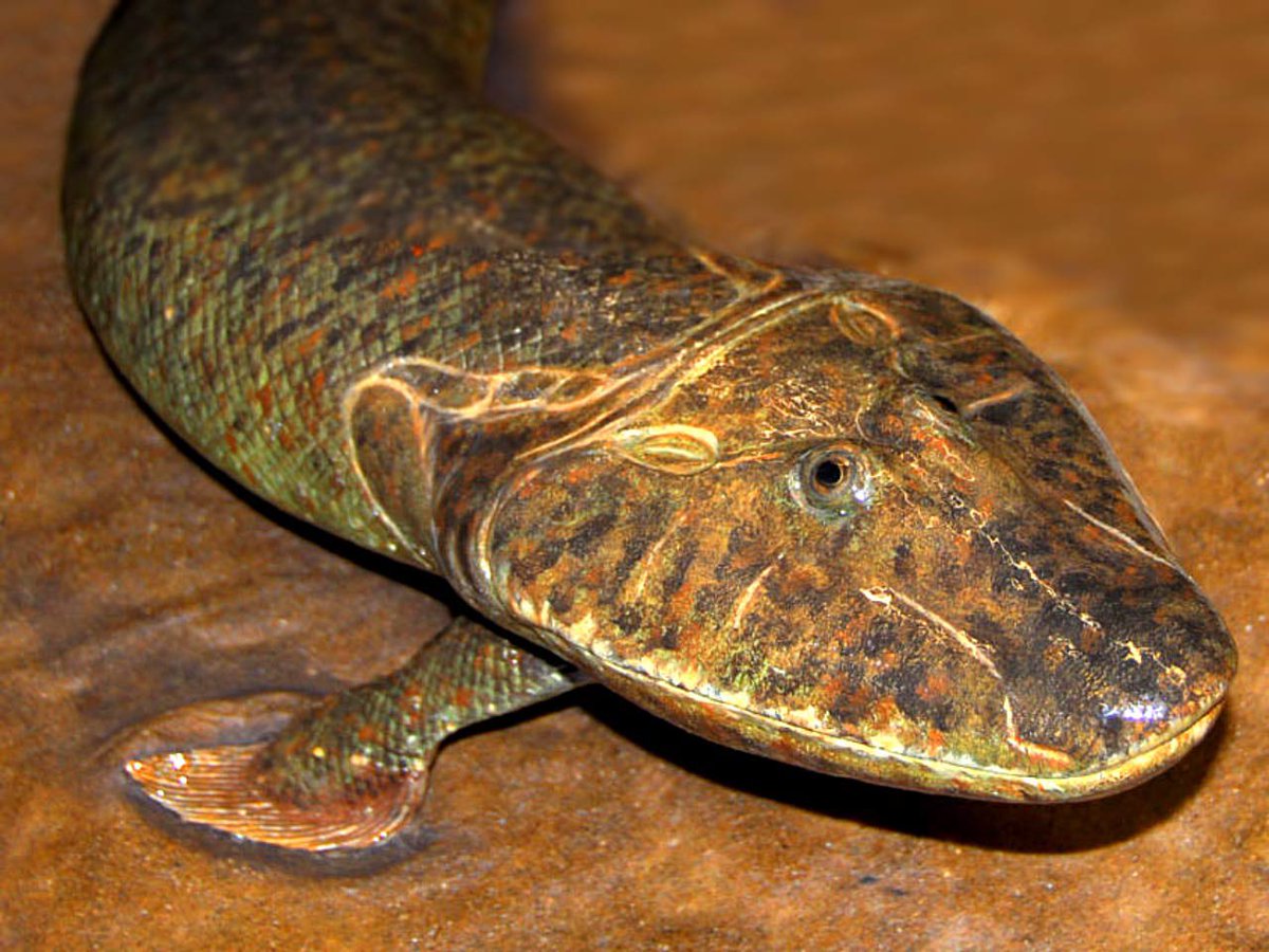 Visceral9000's tweet photo. Debunking misconceptions about Tiktaalik thread🧵

The Zachelmie trackways (if they are from derived Tetrapodomorphs) don’t discredit the significance of Tiktaalik. The point of Tiktaalik was to show fish with necks, derived pelvises, and developed forelimbs exist as predicted. https://t.co/rbbgAYELBN