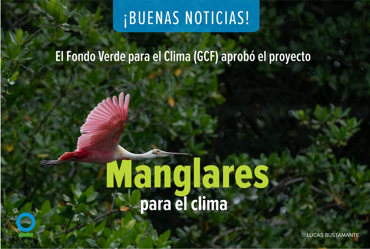 CI_Ecuador's tweet photo. #BuenasNoticias🌱¡Celebramos un hito histórico! El proyecto Manglares para el clima ha sido aprobado por la Junta del Fondo Verde para el Clima (GCF), con un presupuesto de $36.4 M, para fortalecer la conservación, restauración y uso sostenible de los manglares en Ecuador. https://t.co/k8HVo5ZhvA
