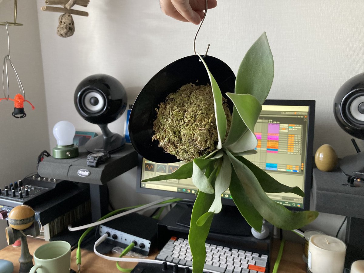 hiroyuki_kondo's tweet image. Lunch Break Beats 48🍔
&amp;gt;&amp;gt;&amp;gt;
Jazzy Sport Nurseriesで7inchに板付けされてるビカクシダ見つけた！
お友達ファミリーの引っ越し祝いと、我が家の分も買ってしまいました😊
#po33 #sp404sx #ビカクシダ