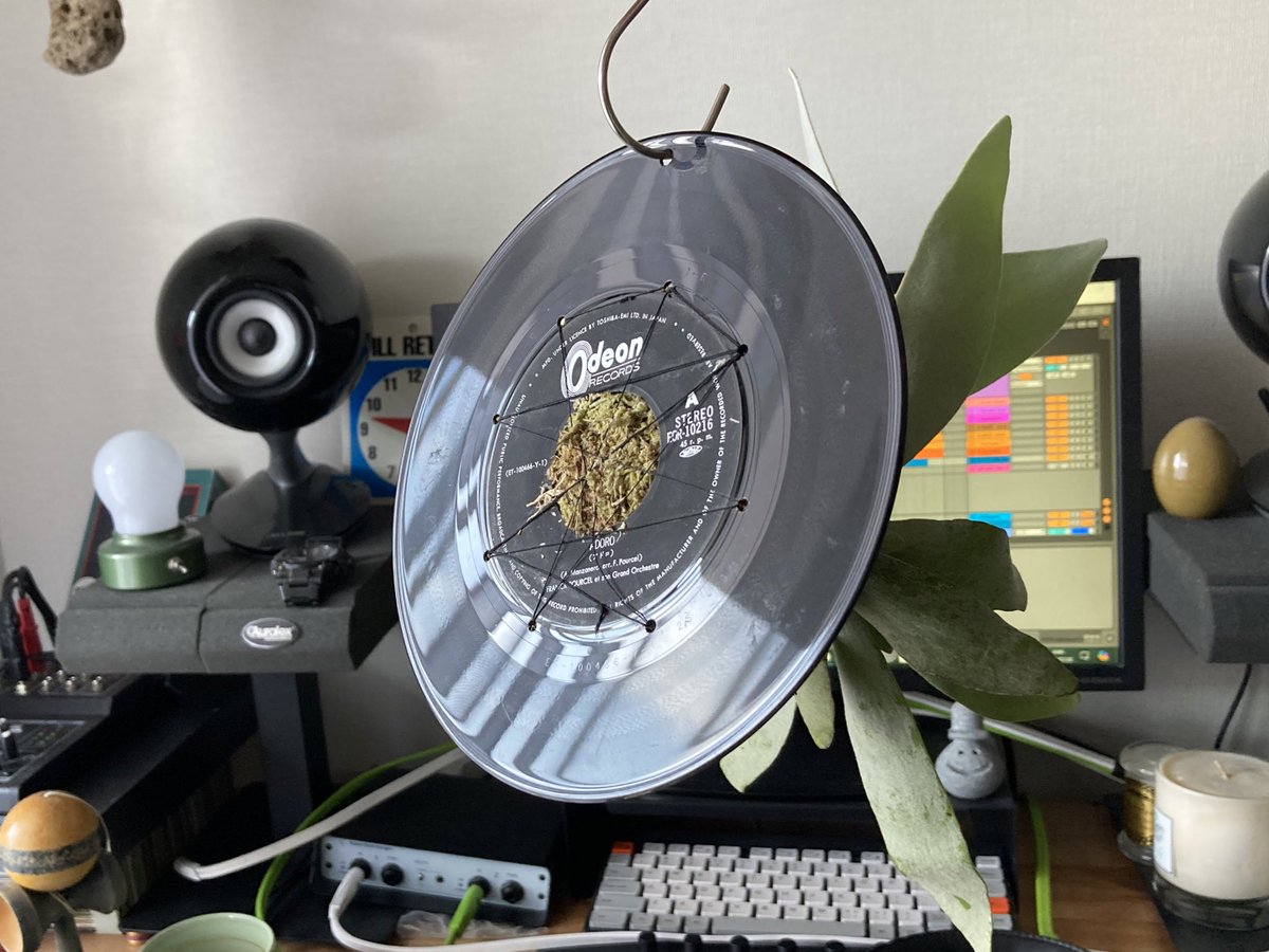 hiroyuki_kondo's tweet image. Lunch Break Beats 48🍔
&amp;gt;&amp;gt;&amp;gt;
Jazzy Sport Nurseriesで7inchに板付けされてるビカクシダ見つけた！
お友達ファミリーの引っ越し祝いと、我が家の分も買ってしまいました😊
#po33 #sp404sx #ビカクシダ