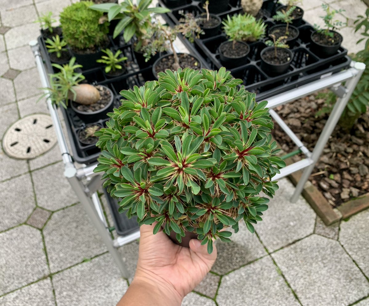 Mura_Plants's tweet photo. ユーフォルビア ギラウミニアナ
Euphorbia guillauminiana
#eg03
播種 23.02.06
外管理に切替えて2ヶ月。
トップ周りだけ勢いづいて来て樹形が乱れ気味かも…💦 https://t.co/HYOB3Ed5R0
