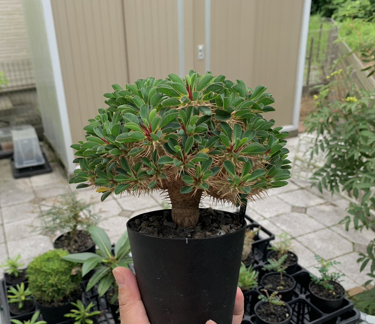 Mura_Plants's tweet photo. ユーフォルビア ギラウミニアナ
Euphorbia guillauminiana
#eg03
播種 23.02.06
外管理に切替えて2ヶ月。
トップ周りだけ勢いづいて来て樹形が乱れ気味かも…💦 https://t.co/HYOB3Ed5R0