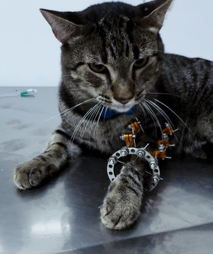 traumacito's tweet photo. Un gatito con su fijador externo, es lo mejor que verás hoy.☺️ https://t.co/alkLW1fil3