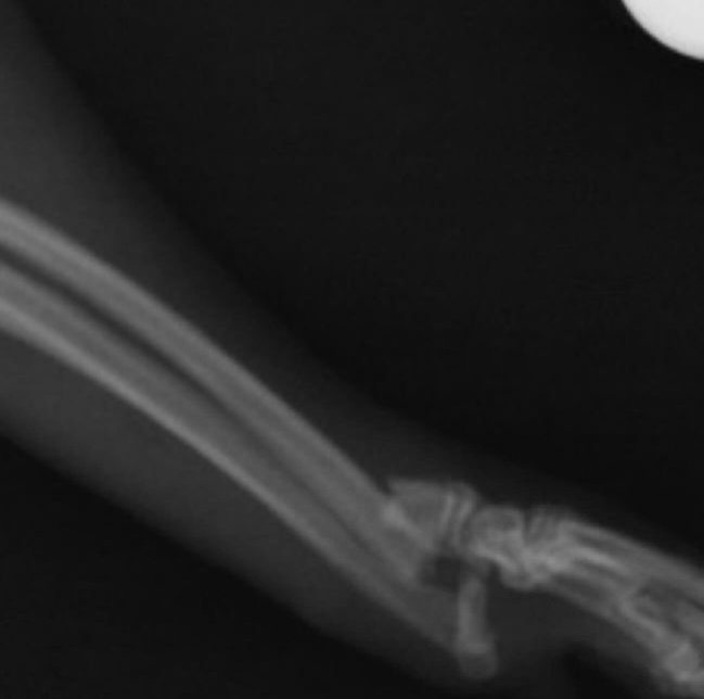 traumacito's tweet photo. Un gatito con su fijador externo, es lo mejor que verás hoy.☺️ https://t.co/alkLW1fil3