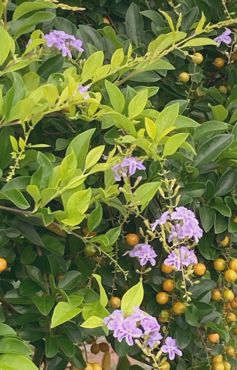 Some flowers on the way home