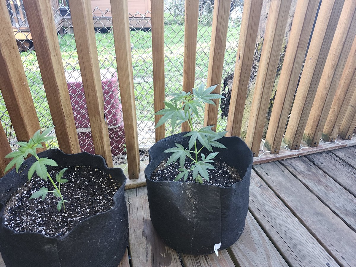 TonZaifert722's tweet photo. New to growing but I think I'm liking it. @JoeDx23 @baysmokes @Bignz420 @CryptoChronicX @Fast_Buds @MarijuanaMoment https://t.co/Tbyf88S4Ue