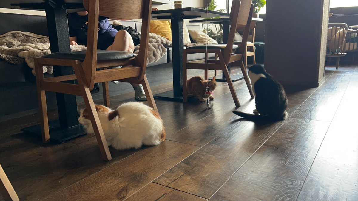 daisy may ᡣ𐭩 •。ꪆৎ ˚⋅ tweet media