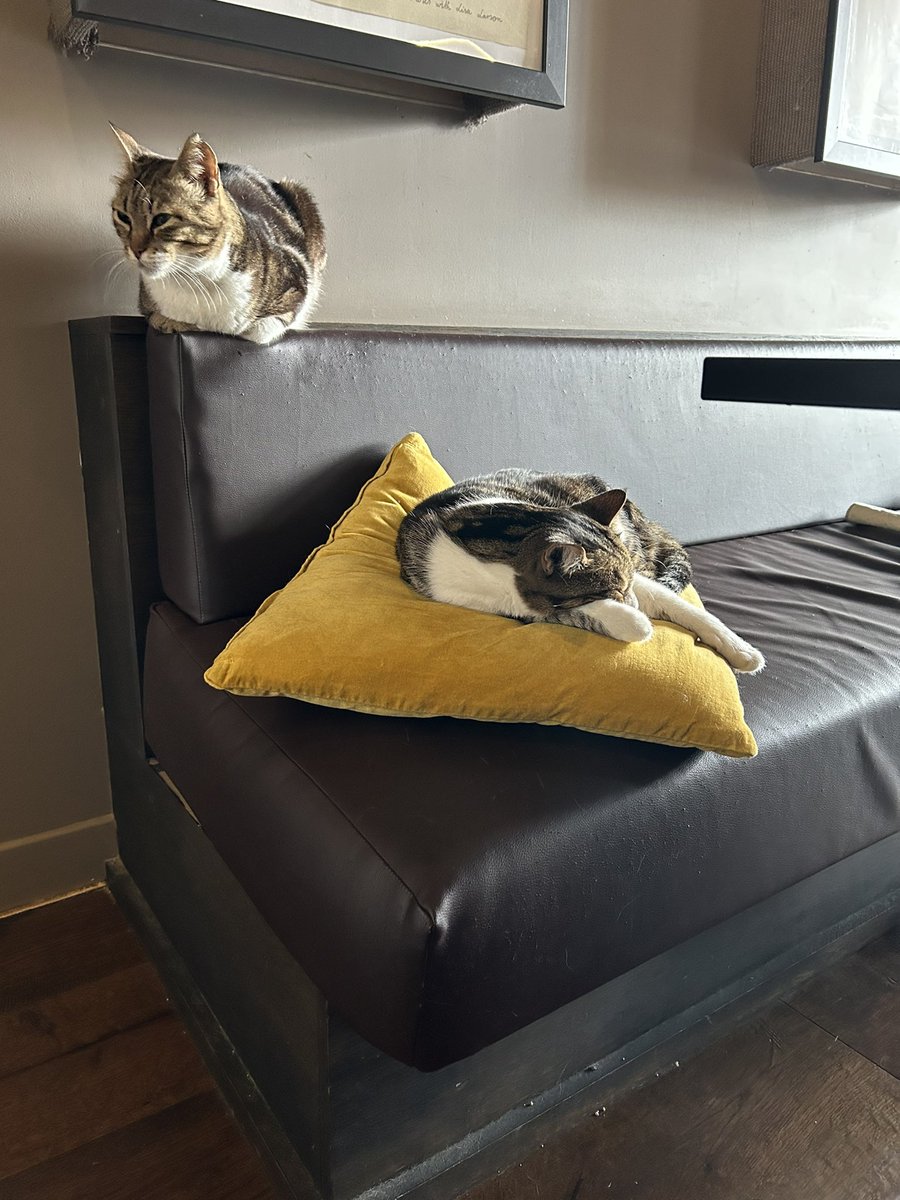 daisy may ᡣ𐭩 •。ꪆৎ ˚⋅ tweet media