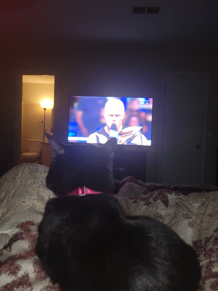 WycoGames's tweet photo. @CodyRhodes  Finchie loves her some American Nightmare! Watch out @TheBrandiRhodes ! 😂🤣😂🤣 https://t.co/uEbMCGbKmZ