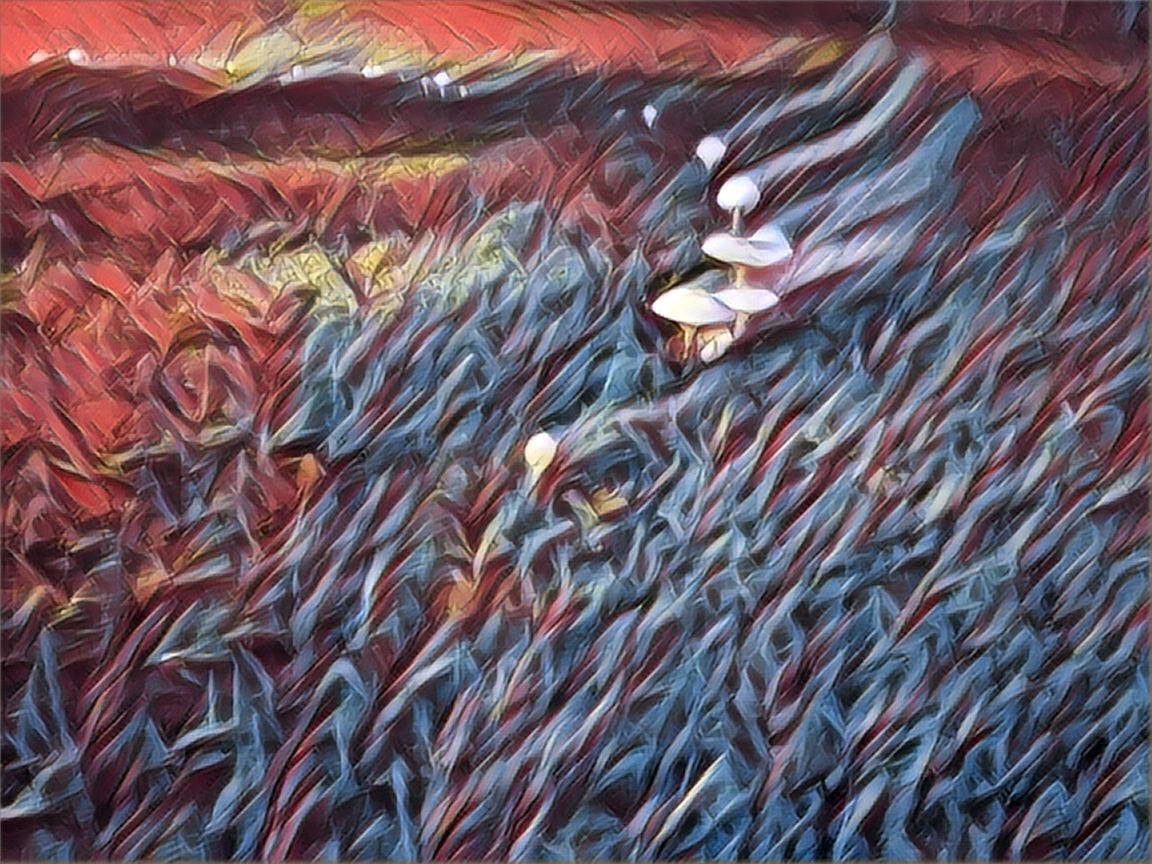 Having a little fun with my Prisma app. These mushrooms have been sprouting everywhere since the hurricane.
