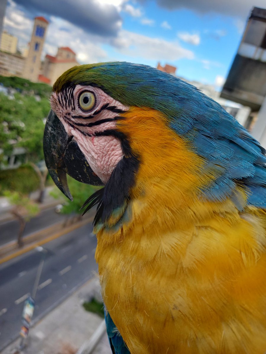 karelisjvc's tweet photo. •••Y con close up de Pollinin...
•••Y con Penélope y Silvestre
🪶Sumaron:
16 bendiciones 🦜🙏
8/8 ↪️ Rúa~Ruá ♥️🇻🇪
📸 #guacamaya #macaw #parrot #papagayo #photos #Photobyme #photographylovers #lamdscape #nature #aves #Caracas #Blessings https://t.co/vZ92Dnevdm