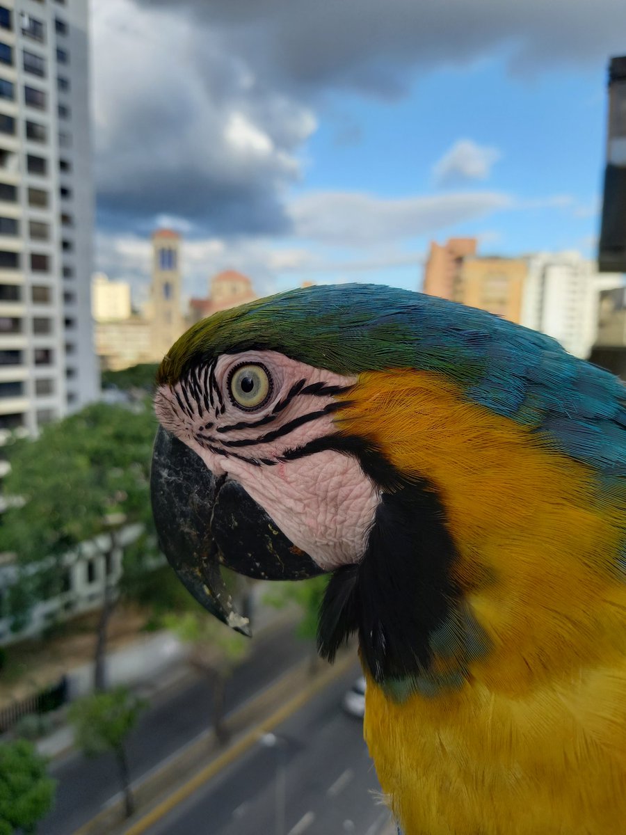 karelisjvc's tweet photo. •••Y con close up de Pollinin...
•••Y con Penélope y Silvestre
🪶Sumaron:
16 bendiciones 🦜🙏
8/8 ↪️ Rúa~Ruá ♥️🇻🇪
📸 #guacamaya #macaw #parrot #papagayo #photos #Photobyme #photographylovers #lamdscape #nature #aves #Caracas #Blessings https://t.co/vZ92Dnevdm