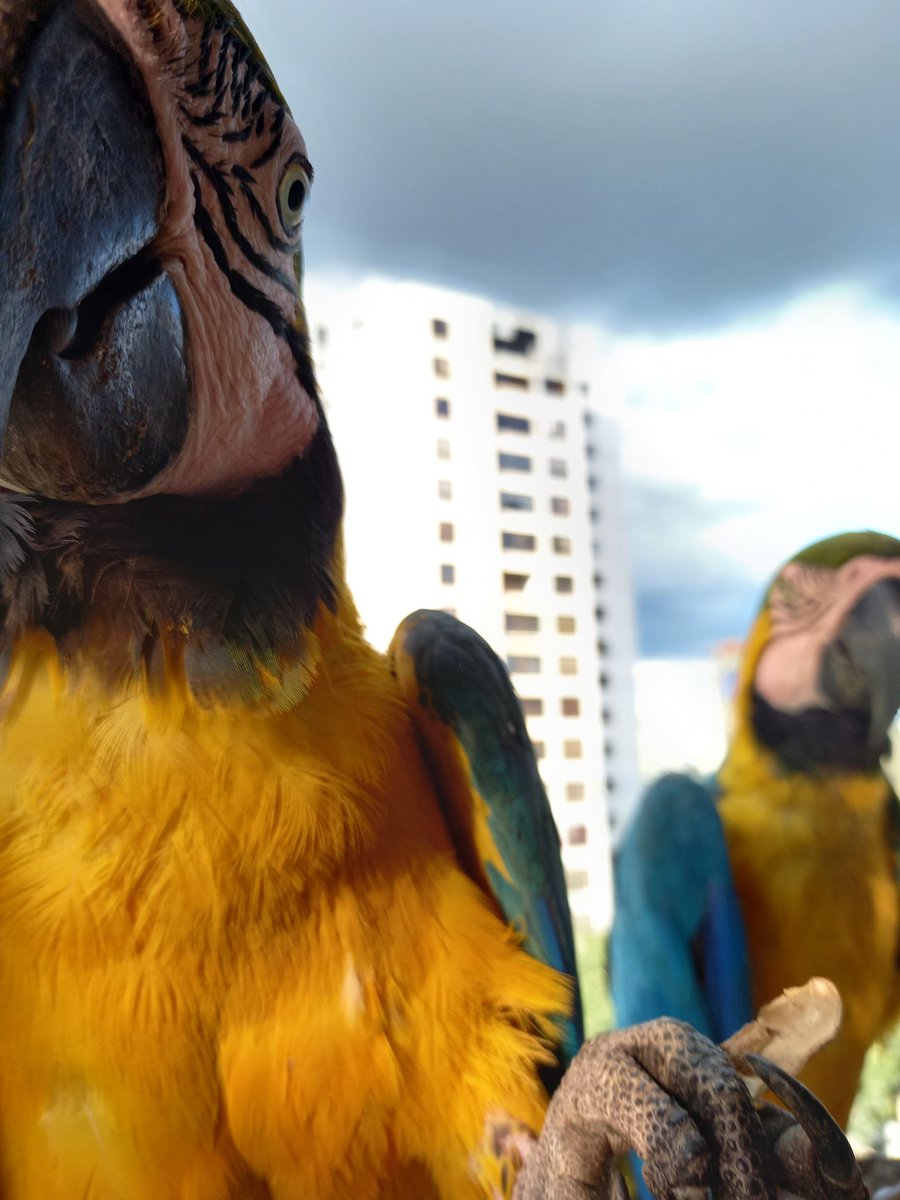 karelisjvc's tweet photo. •••Y con close up de Pollinin...
•••Y con Penélope y Silvestre
🪶Sumaron:
16 bendiciones 🦜🙏
8/8 ↪️ Rúa~Ruá ♥️🇻🇪
📸 #guacamaya #macaw #parrot #papagayo #photos #Photobyme #photographylovers #lamdscape #nature #aves #Caracas #Blessings https://t.co/vZ92Dnevdm