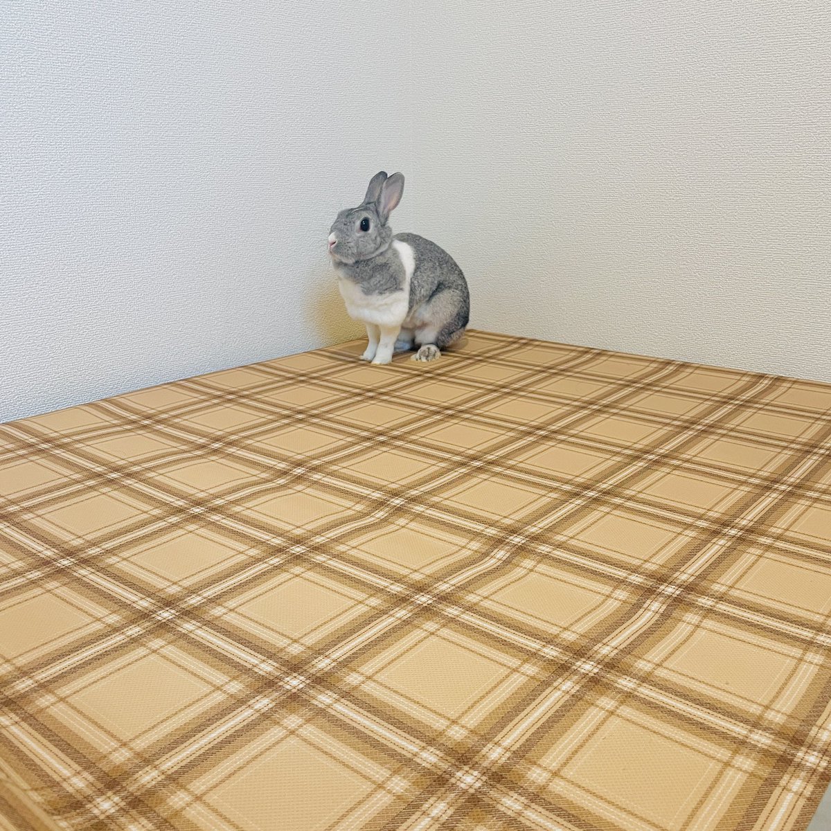 niconicousa's tweet photo. 凛としたシフォン🐰

#部屋んぽ
#うさぎのいる生活
#うさぎのいる暮らし
#うさぎがいる暮らし
#ミニうさぎ
#うさぎ https://t.co/WrmcvY91rS