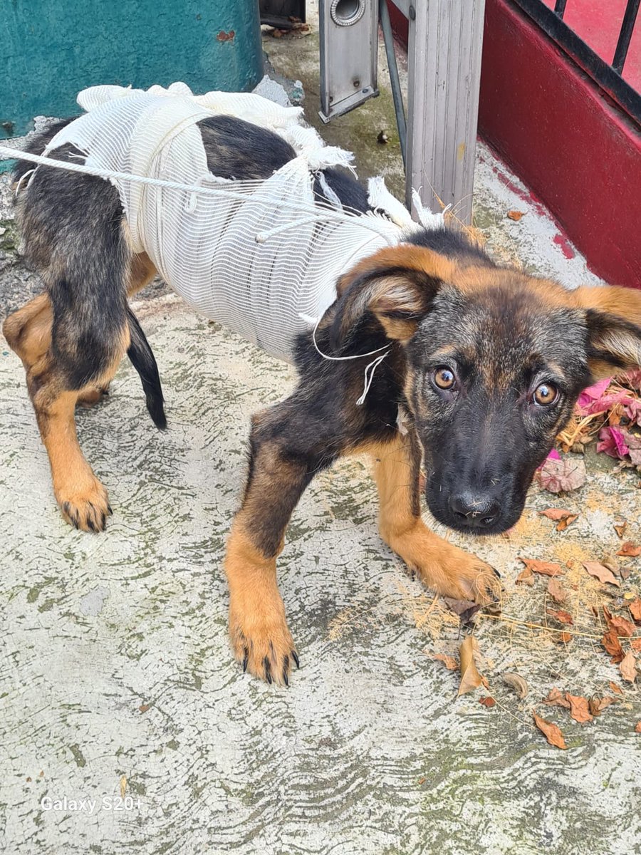 FundacionToby's tweet photo. Nos reportan esta perrita, está recién esterilizada pero estaba solita en la calle, zona coapa.
Se han buscado a sus dueños pero parece no tener, si alguien que nos lea puede adoptarla o brindarle hogar temporal sería increíble!!
Toda la información al: +52 55 3135 5550 https://t.co/3qrgwynPUx