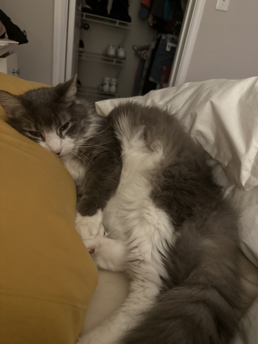 trynafunktion's tweet photo. @moovydubz This is Mr. Pickles he was a rescue and he’s the best thing that ever happened to me 🥹 https://t.co/46YgQaO02v