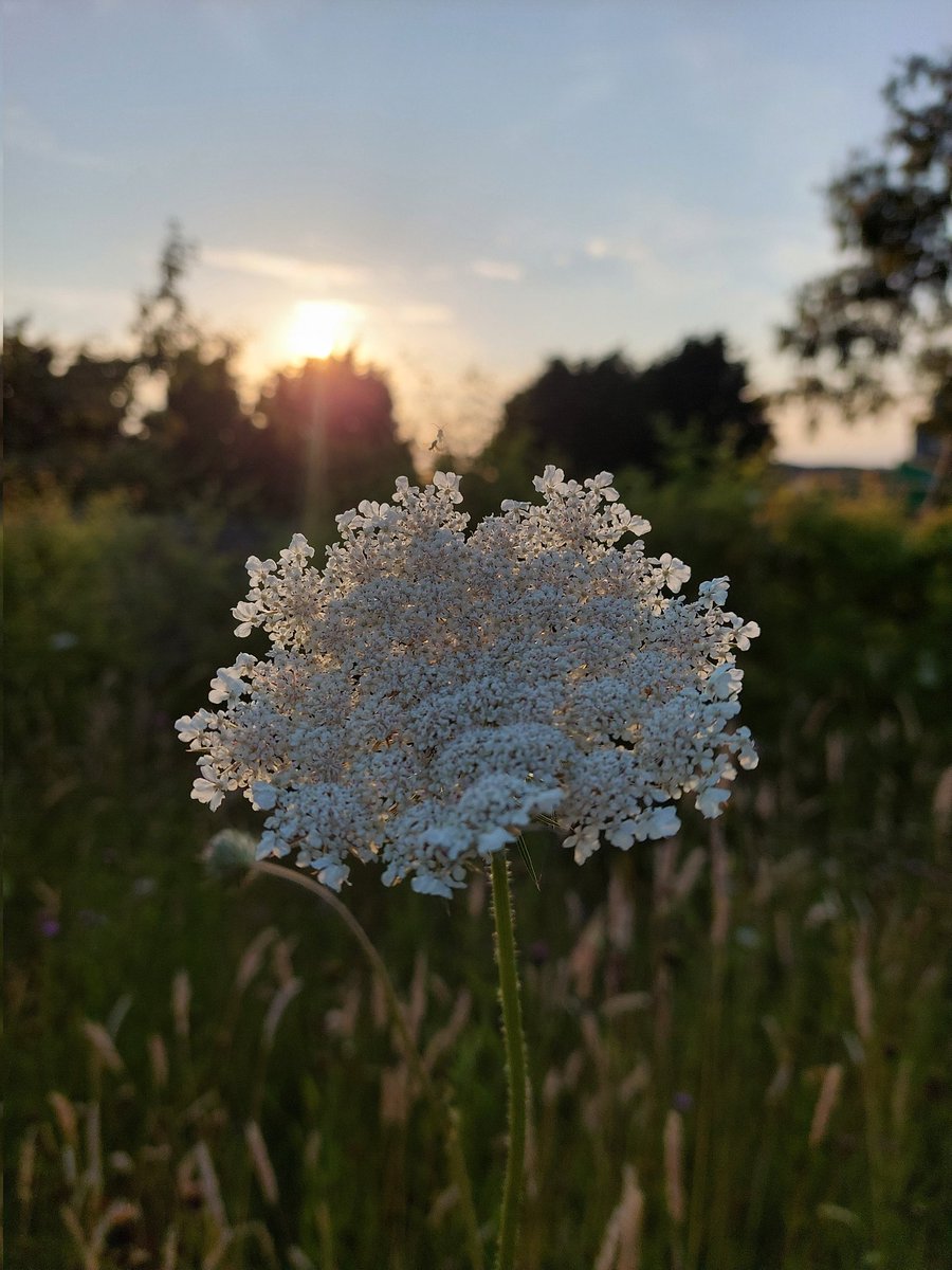 ControlTowerNC's tweet photo. Good evening from The Control Tower Bed and Breakfast 

#wildflowers #meadow #highsummer #ThisUsedToBeAConcreteYard #controltowerprojects #ControlTowerGarden https://t.co/thC0r1Jp9b